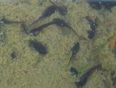 �����܂��Ⴍ���̎ʐ^