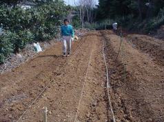 �ׂɂӂ����c�A���̎ʐ^�P