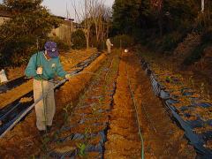 �ׂɂӂ����c�A���̎ʐ^�S