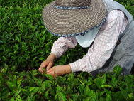 無農薬茶園の害虫取りの写真