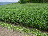 整枝後の無農薬茶園の写真