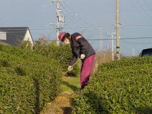 無農薬茶園の草取りの写真