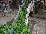 製茶機械給葉機の写真